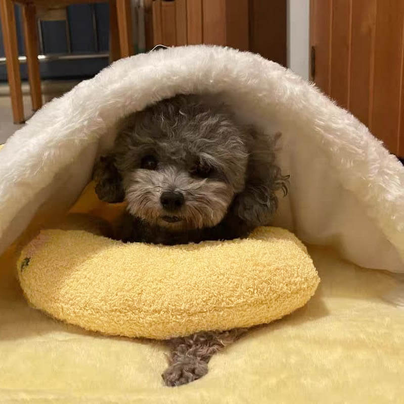 CozyPaws™ The Ultimate Comfort Pillow